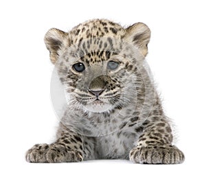 Persian leopard Cub (6 weeks)