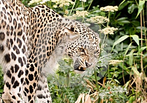 Persian Leopard Growling photo