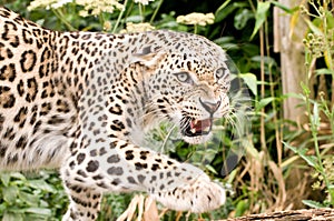 Persian Leopard Growling photo