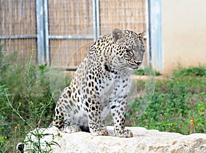 Persian leopard (Latin - Panthera pardus saxicolor