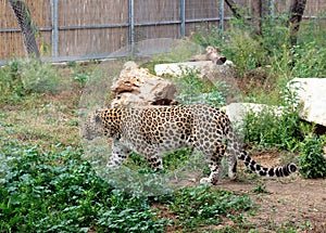 Persian leopard (Latin - Panthera pardus saxicolor