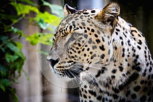 Persian leopard: A majestic and critically endangered big cat