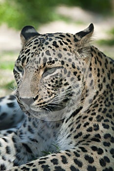 Persian leopard (Panthera pardus saxicolor).