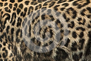 Persian leopard (Panthera pardus saxicolor). Fur texture.