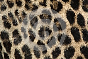 Persian leopard (Panthera pardus saxicolor). Fur texture.