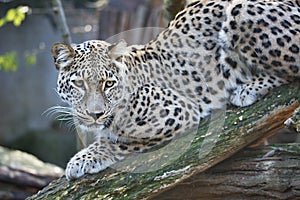 Persian leopard, Panthera pardus saxicolor sitting on a branch