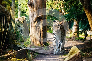 Persian leopard Panthera pardus saxicolor