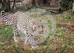 Persian leopard Photo