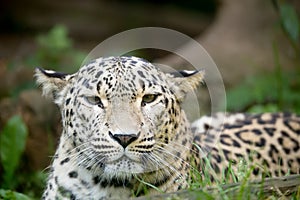 Persian leopard (Panthera pardus saxicolor)