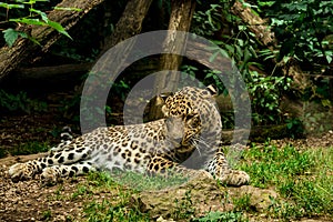 Persian Leopard in the zoo photo