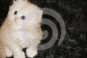 Persian little furry kitten. Sweet fluffy cream color kitty. Blue eyes. Black background with place for text. Beautiful funny