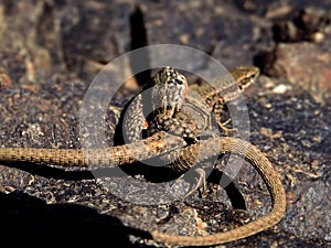 Persian lizard _ alborz lizard