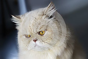 A Persian longhair cat bad mood