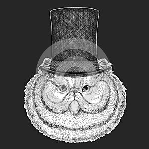 Persian longhair cat. Top hat, cylinder. Pet portait. Animal head. Kitty face.