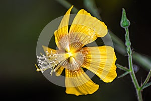 Persian Mallow flower beautifully blooming in natural light photo