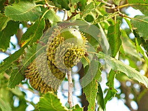 Persian oak tree fruit , Quercus brantii