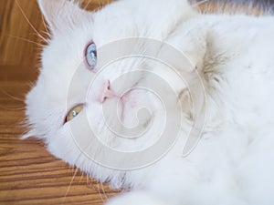 Persian odd eyes cat