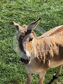 Persian Onager animal in grassy field