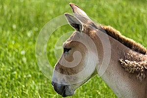 Persian Onager Headshot