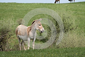Persian Onager