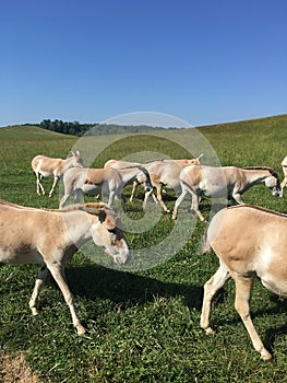 Persian Onagers