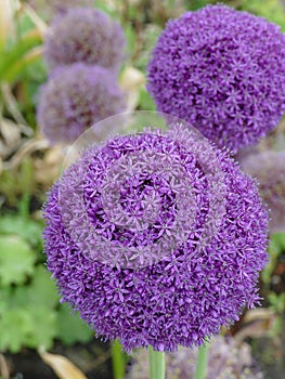 Persian onion, Allium cristophii of family, Amaryllidaceae