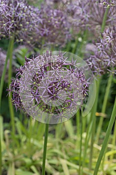 Persian onion Allium cristophii, globe of small star-shaped, pinkish-purple flowers