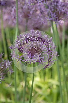 Persian onion Allium cristophii, pink flower head