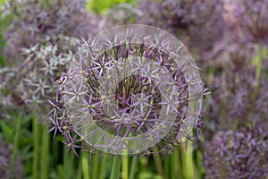 Persian onion Allium cristophii, star-shaped silvery-purple flowers