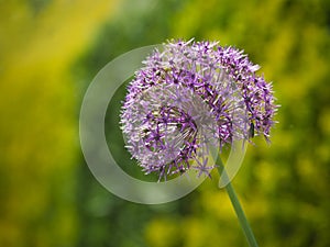 The Persian onion or star of Persia (Allium cristophii)