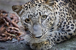 Persian panther very close looks attentively