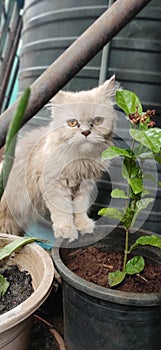 Persian pet