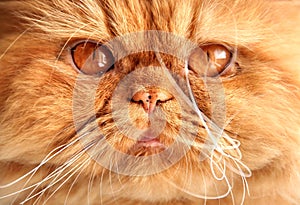 Persian red cat muzzle