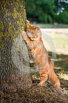 Persian red cat sharpens its claws against the tree
