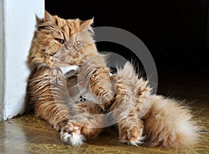 Persian red cat sterilized after surgery in special clothing