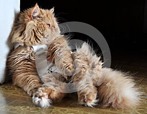 Persian red cat sterilized after surgery in special clothing