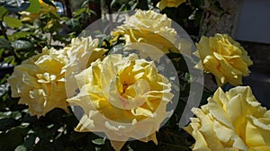 Persian rose or Rosa foetida Persiana yellow flowers in the garden design photo