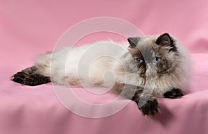 Persian seal tortie colorpoint cat
