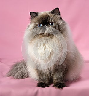 Persian seal tortie colorpoint cat