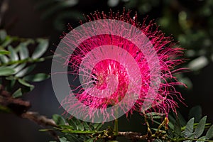 Persian silk tree or Albizia julibrissin flower