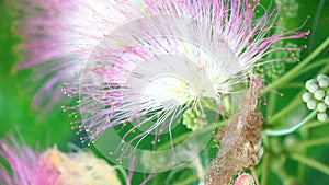 Persian silk tree Albizia julibrissin flowers resembling starbursts of pink silky threads. Pink siris, silk tree acacia