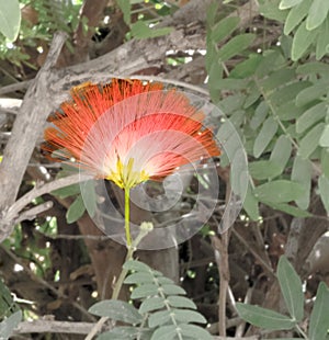 Persian silk tree or Albizia julibrissin Pink exotic flower