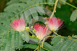 Persian silk tree Albizia julibrissin, pinkish flowers