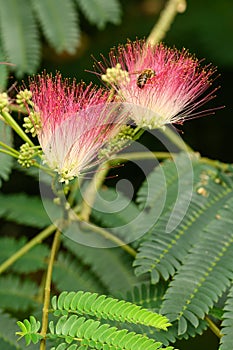 Persian silk tree Albizia julibrissin, pinkish flowers