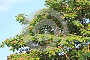 Persian silk tree
