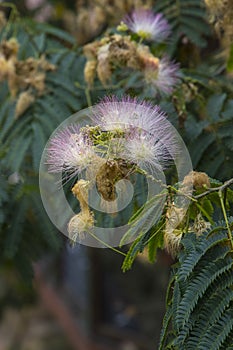 Persian Silk Tree, or Mimosa Tree Flowers