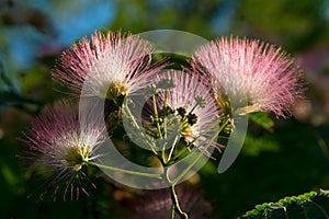 Persian silk tree pink flowers