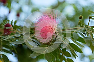Persian silk tree, pink silk tree, or mimosa tree (Lat.- Albizia julibrissin