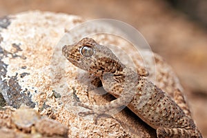 Agamura persica , The Persian spider gecko photo