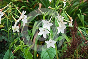 Persian tobacco Nicotiana alata white flowering plant growing in garden